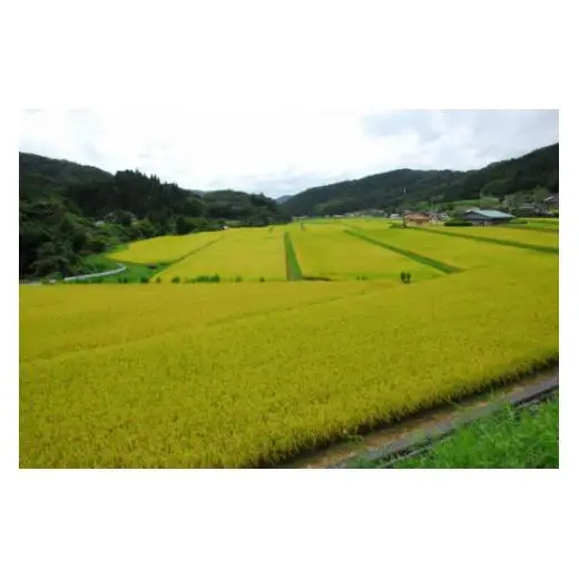 令和7年産 里山新見のめぐみ あきたこまち 10kg(5kg×2袋)