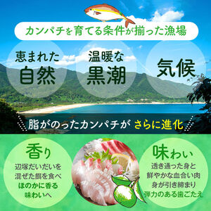 【B08002】辺塚だいだい カンパチ 約3.5kg 1本 産地直送 かんぱち 勘八 鮮魚 ボックス 鮮魚BOX【高山漁業協同組合】