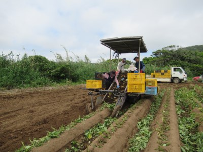 2026年 収穫  種子島 安納 中園ファーム 新 じゃがいも L サイズ 10kg　NFN083 【375pt】