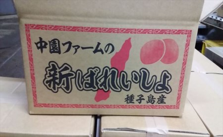 2026年 収穫  種子島 中園ファーム 新 じゃがいも Mサイズ 10kg　NFN398【350pt】