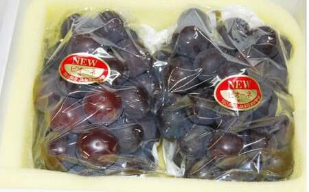 【ハウス栽培】岡山県産ニューピオーネ 2房入り（1房580g以上）【2026年7月上旬～8月下旬 発送予定】【葡萄 ぶどう ニューピオーネ 果物 フルーツ 国産 人気 おすすめ 岡山県 倉敷市】