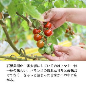 トマト 毎日食べたい石黒さんちの ミニトマト たっぷり 3kg 岡山県 瀬戸内市産 石黒農園