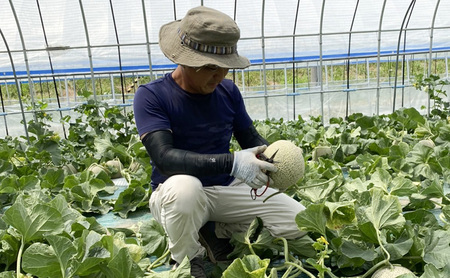【2026年7～9月連続お届け】3品種 ふらの メロン 定期便 ≪計3玉≫ 北海道 富良野市 (高見農園) メロン フルーツ 果物 新鮮 甘い 贈り物 ギフト 道産 ジューシー おやつ ふらの ブランド 夏 