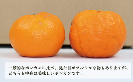  【宇和島産ポンカン】冬の柑橘 ポンカン 9kg 玉津柑橘 B010-072003