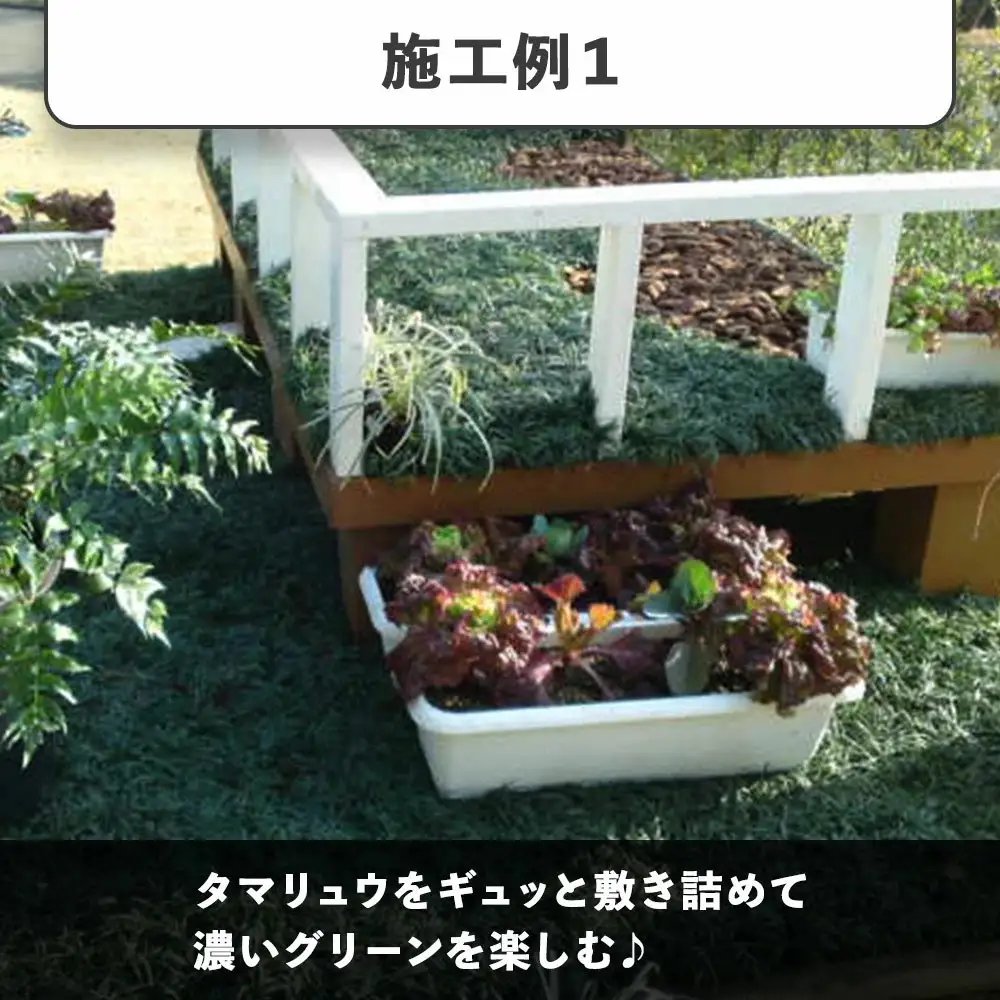タマリュウ （玉竜） ポットタイプ（80個）【生産者直送】グランドカバー