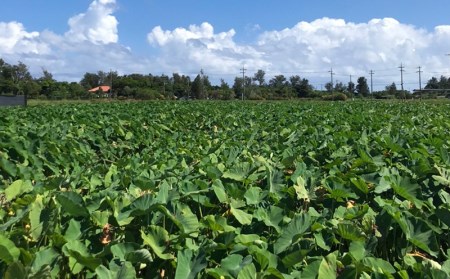 金武町特産「笑う芋」田芋（ターンム） 芋　芋　芋　田芋　いも　たいも　田いも　ターム　もちもち　アレンジ　揚げ　タームパイ　田芋パイ 