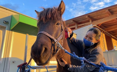 引き馬＆ふれあい体験 体験チケット 日本在来馬 和種馬 ブラッシング 手入れ ふれ合い ホースセラピー 動物 