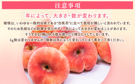◆2026年夏発送◆＜ 蟠桃・約2kg ＞ ※離島への配送不可 ※2026年7月中旬頃〜8月下旬頃までに順次発送｜桃 もも モモ フルーツ 果物 ふくしま 福島 国見町 詰め合わせ