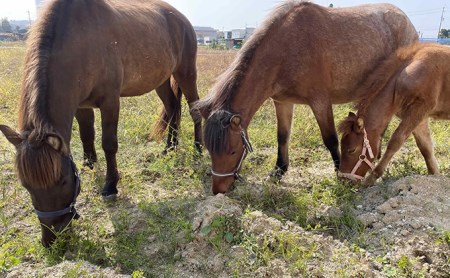 馬たちを見ながらBBQ 体験チケット 食事 動物 日本在来馬 和種馬 ドリンク付き のんびり 癒し 