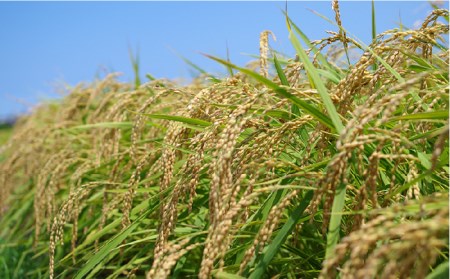 農薬 使わない 栽培！糸島産 夢つくし 5kg 玄米 分搗き 対応《糸島》【二丈赤米産直センター】[ABB025] 米 ゆめつくし