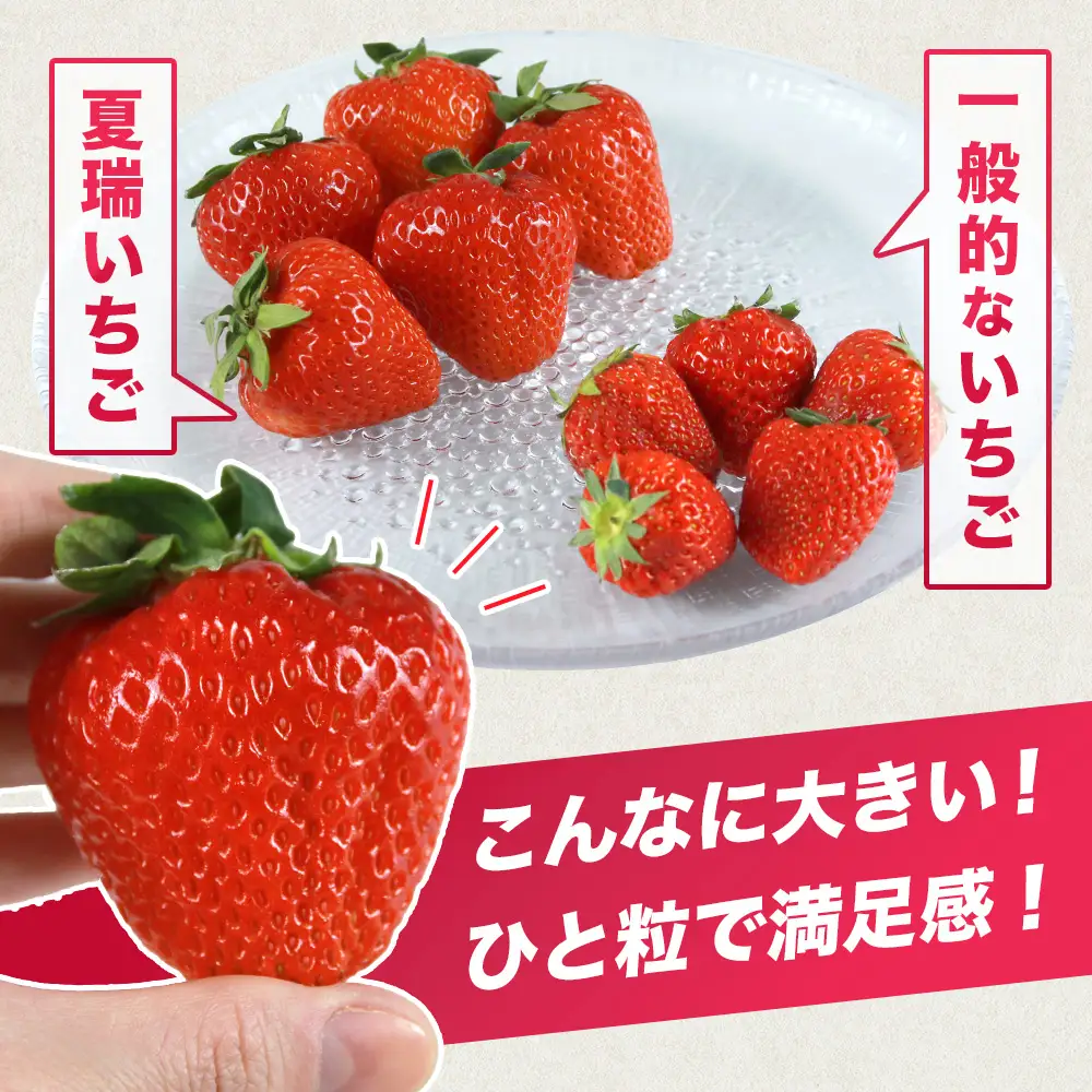 2026年産 先行予約【夏イチゴ】奇跡のひと粒「夏瑞」4パックセット