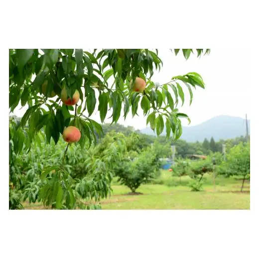 新見の白桃 約1.5kg 6玉 【先行予約 7月下旬から順次発送】