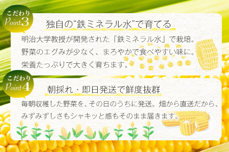 予約受付【限定30セット】 スイートコーン （ゴールドラッシュ） 10～12本入 朝採れ とうもろこし トウモロコシ 野菜 糖度17~18℃以上 鹿島市産 佐賀県産 春 夏 旬【2025年6月上旬～順次発送】 B-319