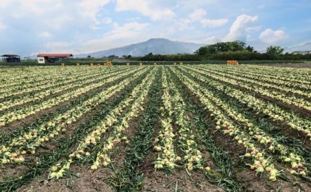 新玉ねぎ　淡路島南あわじ市 3kg 早生　◆配送4月下旬～5月下旬