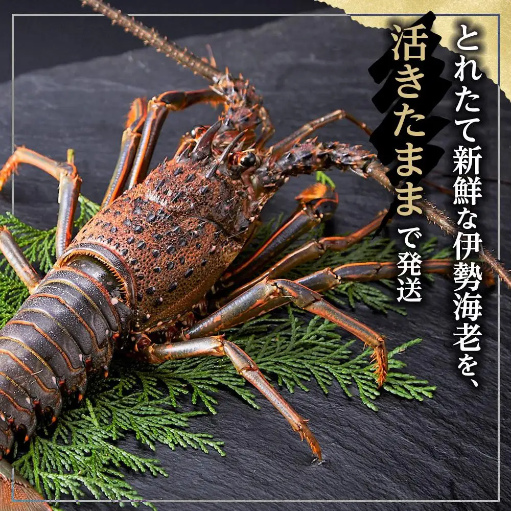 活 伊勢海老 1匹 約300g 伊勢海老