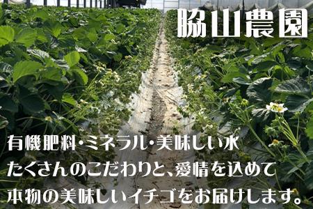 『先行予約』【令和9年2月中旬発送】唐津産 白いちご「雪うさぎ 」苺 イチゴ 希少 果物 フルーツ 脇山農園