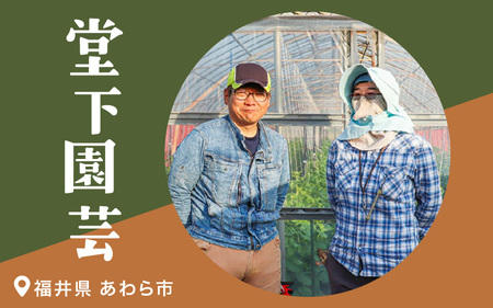 【先行予約】農家直送 秋野菜セット 1箱 7品目以上 《元気に育った新鮮野菜！》／ 福井 あわら市 季節 秋 野菜 ボックス BOX セット セレクト 農家 おまかせ 多品目 旬 詰め合わせ ※2026年10月下旬以降発送 [aw028-a010]