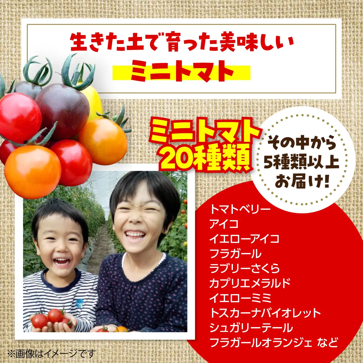 ＜2026年7月上旬よりお届け＞北海道壮瞥産 大作農園の「カラフルミニトマト」約500g（5種以上）とセミドライトマトオイル漬け1瓶（110g）のセット SBTR008