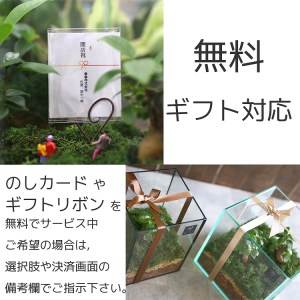 D041 観葉植物 [テラリウム Sサイズ] (花うるる モダン インテリア ギフト プレゼント おしゃれ 観葉 ガジュマル ガラス ケース 完成品 ミニ観葉 盆栽 アクアリウム おしゃれ リビング 開店祝い 新築祝い 苔リウム コケリウム オフィス 母の日 ジオラマ 鉢