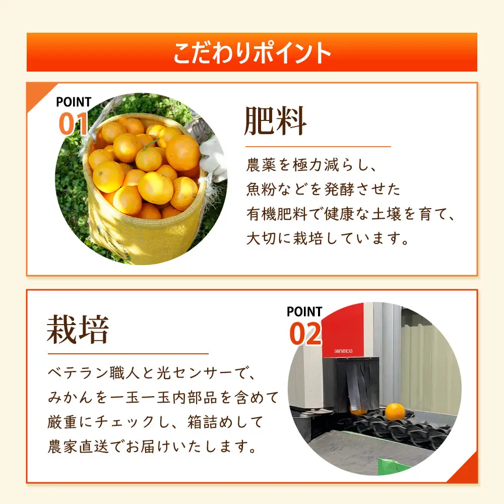 ［先行予約］家庭用 蔵出しみかん7.5kg+250g（傷み補償分）［2027年1月中旬から2027年2月末日頃、順次発送予定］［IKE241］