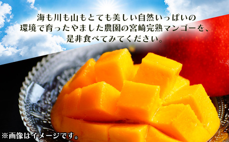 ＜先行予約＞【生産者応援】訳あり！糖度13度以上！平均15度！ご家庭用 宮崎完熟マンゴー1.5～1.7 kg（2Lサイズ2玉入の約2倍！）_K005-019