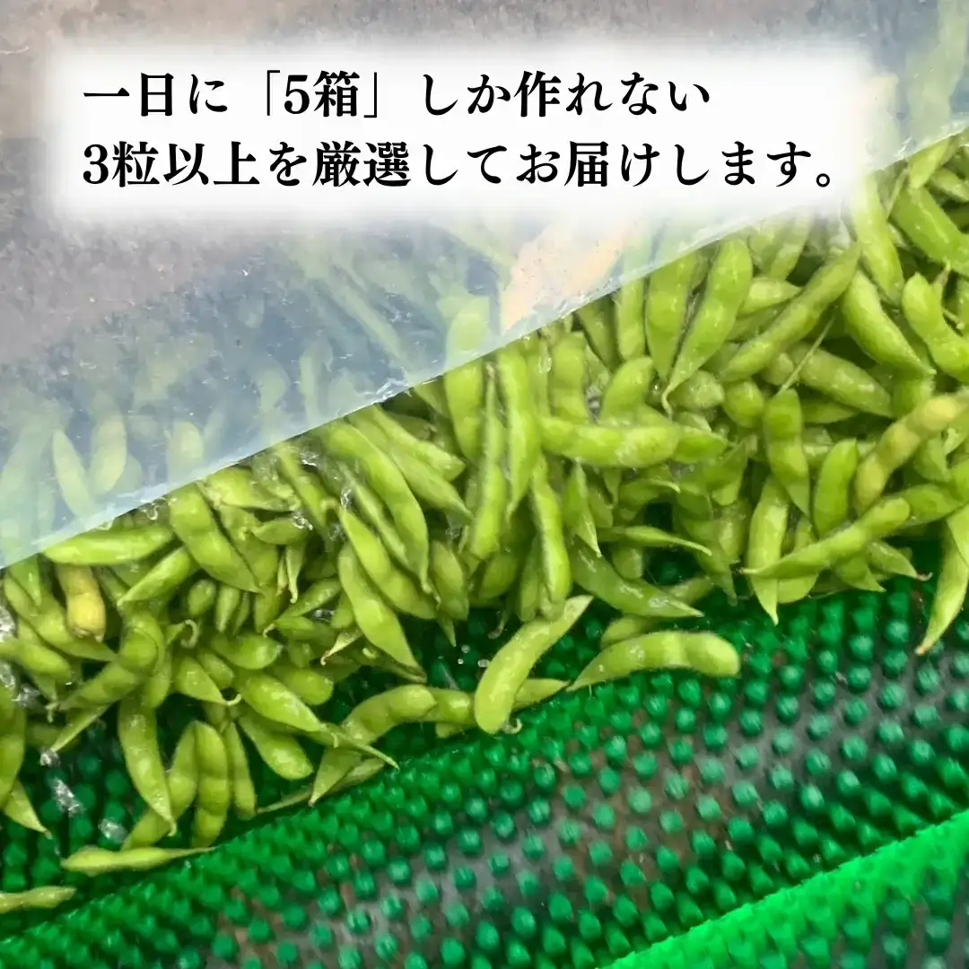 先行予約 3粒以上厳選 枝豆(陽恵)1kg 新潟県産 朝どり 枝豆