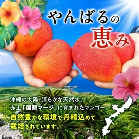 【2026年7月から順次発送・訳あり】燦々マンゴー2.4kg(4～6玉)_マンゴー_【1619692】