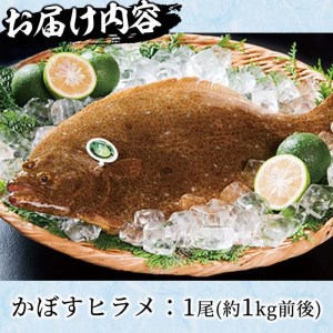  かぼすヒラメ (1尾・約1kg前後) ひらめ 平目 直送 漁師 養殖 魚 鮮魚 白身魚 獲れたて 刺身 煮つけ 唐揚げ 塩焼き 冷蔵  国産 大分県 佐伯市 蒲江産【CX02】【大分県漁業協同組合】