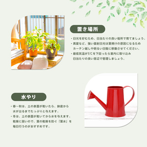 2026年1月中旬～発送【観葉植物】フェニックス・ロベレニー 60cm～80cm Green Base IB003-004 観葉植物 ※北海道・沖縄・離島配送不可