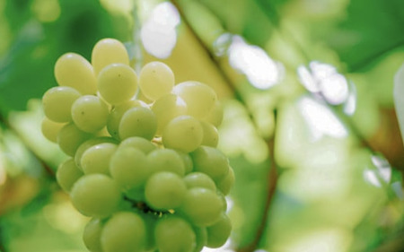 シャインマスカット 先行予約 R8年 果物 1房 約650g + 粒パック100g シャインマスカット