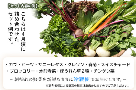 南阿蘇オーガニック 旬の野菜セット10種類以上詰め合わせ《30日以内に出荷予定(土日祝除く)》熊本県 南阿蘇村 野菜 カブ ビーツ サニーレタス クレソン ブロッコリー 水前寺菜 ほうれん草２種 チンゲン菜 春菊 スイスチャード
