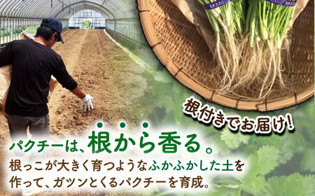 パクチー好きのための パクチー 500g 江口農園[UBF008] 