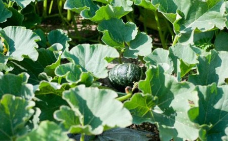 幻のかぼちゃ！ＪＡそらち南　「栗マロンかぼちゃ」秀6～8玉　約10kg