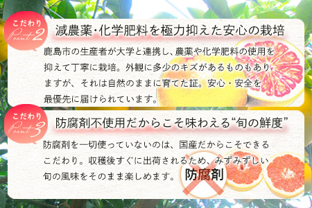 【数量限定・リピーター続出】先行予約 グレープフルーツ「さがんルビー」 約５ｋｇ 防腐剤不使用 希少 国産グレープフルーツ【3月下旬頃より順次発送予定】 B-2
