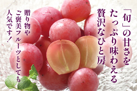 【ふるさと納税】【先行予約】朝採れクイーンニーナ 約2kg 3～4房【2026年8月下旬～9月下旬配送予定】朝採れ即日発送！ジューシーで高糖度 果汁 新鮮 生産者直送 果物 フルーツ 冷蔵便 丁寧なラッピング ギフト 贈答 化粧箱入り ぶどう 送料無料 C-39
