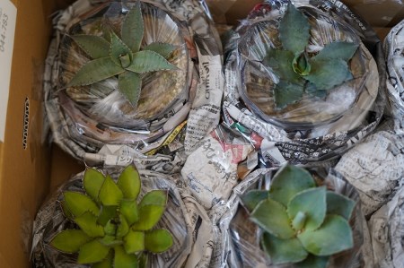 多肉植物 インテリア アガベ 人気品種おまかせ5ポットセット 3.5号黒鉢 四国ガーデン 人気 観葉植物 グリーン リラックス 初心者でも育てやすい 伊予市｜C01