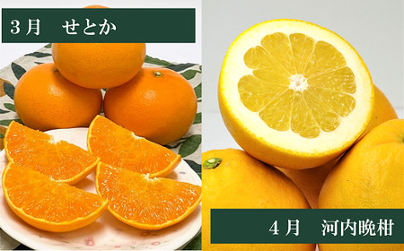 【2026年先行予約】えひめかんきつ定期便（全６回）柑橘 紅まどんな 日の丸みかん 伊予柑 デコポン せとか 河内晩柑  | F01