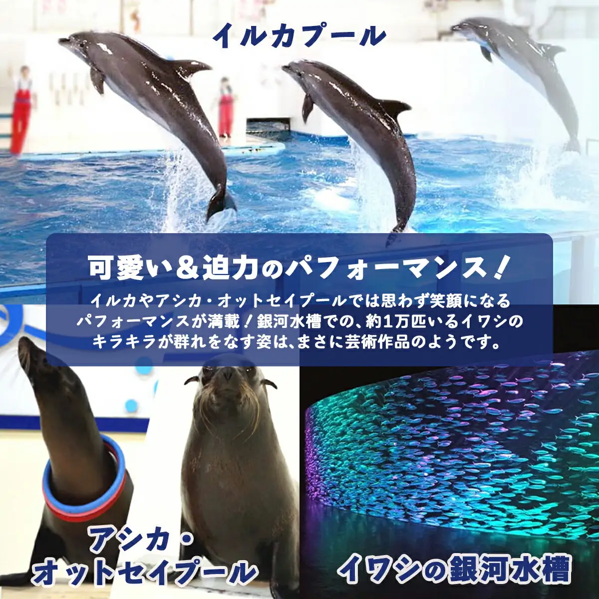 登別マリンパークニクス 入園券　大人・子供　各1名