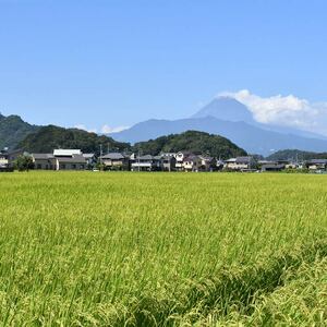 【令和7年産米】 するがの極 5kg 特A 米