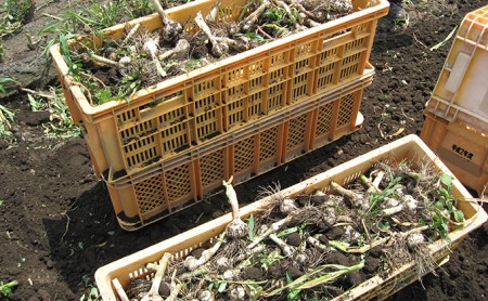田子産黒にんにく5個セット【田子町産にんにく使用】