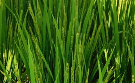 令和7年産 ぴかまる お米番付2021優秀賞受賞 米 お米 5kg 五十棲 京都 白米 ライス こめ コメ おこめ 精米 ごはん お弁当 おにぎり 主食 炭水化物 京都府産 向日市産 国産 日本産 京都府向日市 