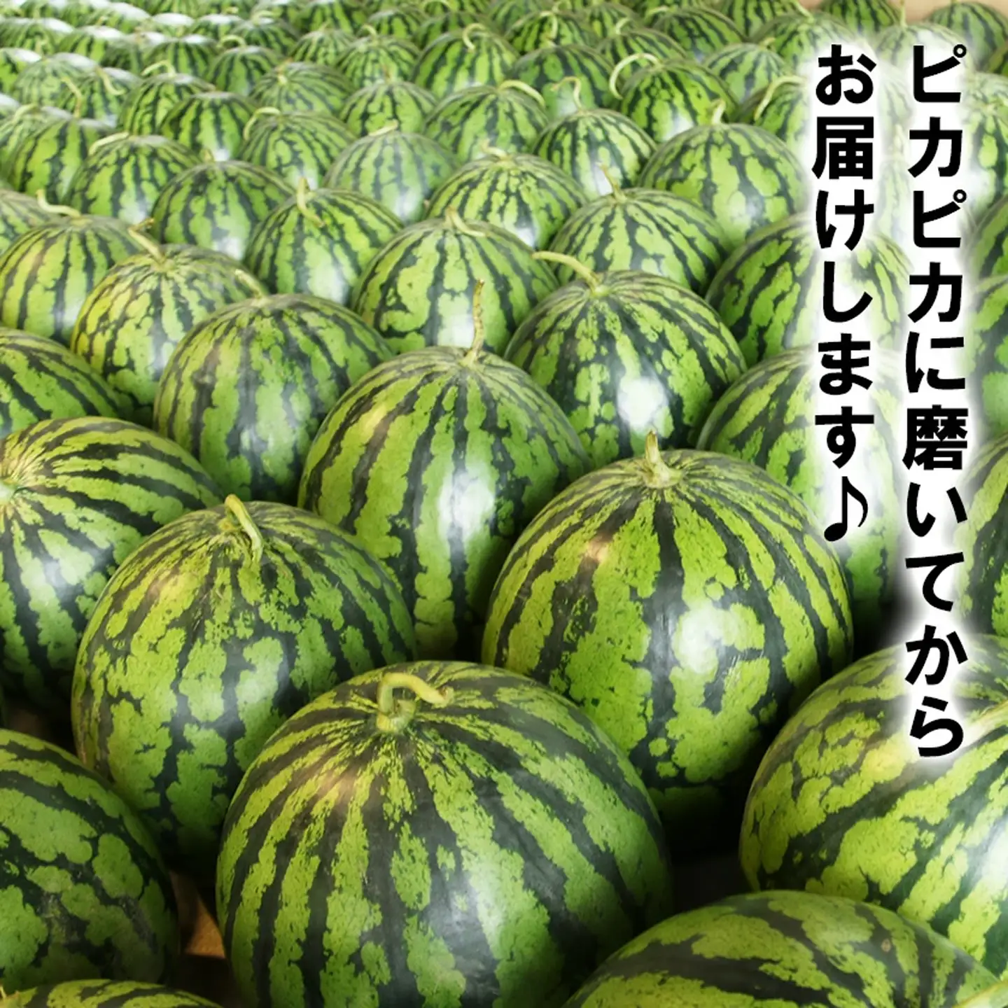 すいか スイカ 大玉 約6～7kg×2玉 令和8年産