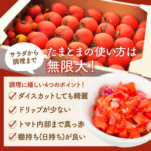 【限定出荷】"たまとま"＋カラーミニトマト(約8kg)《 野菜 トマト ミニトマト カラートマト 期間限定 送料無料 おすすめ 美味しい セット とまと ふるさと納税 》【2403C12102】