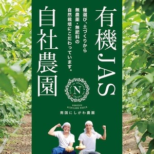 有機グアバ農園のグルテンフリー玄米パスタ麺 100g×48袋セット【グルテン フリー ダイエット 健康 食品  人気 おすすめ 高知県 南国市】