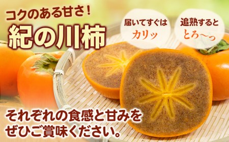 紀の川柿 2玉入 約500g ときわオンライン《2026年10月上旬-12月中旬頃出荷》和歌山県 紀の川市 平核無柿 ひらたねなしがき