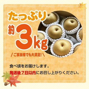 SA2927　酒田の果物専門店厳選　刈屋産 豊水梨　約3kg(7～9玉入)