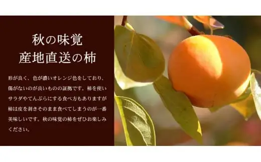 和歌山の 種なし 柿 約7.5kg【秀品：サイズ・品種おまかせ】和歌山県産/紀伊国屋文左衛門本舗　※2026年9月下旬～2026年11月下旬頃に順次発送予定(お届け日指定不可)【ntb801B】