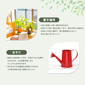 2026年1月中旬～発送【観葉植物】オリーブの木90cm～110cm Green Base IB003-042 観葉植物