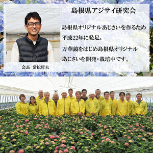 【2026年5月発送】島根県オリジナルアジサイ　万華鏡
