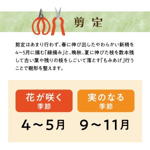 チーム田主丸『クロマツの苗木』_苗木 8号鉢 チーム田主丸 クロマツの苗木 1鉢 クロマツ 松の葉 長寿の源 健康管理に役立てる 健康樹 樹木 観賞用 飲食用 福岡県 久留米市 お取り寄せ インテリア 植物 ガーデニング 家庭栽培 庭植え 鉢植え 庭木 植木 送料無料 〔Hf032〕